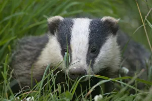 Adult Badger (Meles meles) in long grass, Dorset, England, UK, July