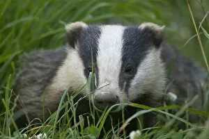 Images Dated 18th July 2012: Adult Badger (Meles meles) in long grass, Dorset, England, UK, July