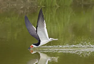 Adult Gallery: Adult Black skimmer (Rynchops niger), in breeding plumage