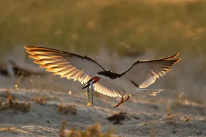 Adult Black skimmer (Rynchops niger), in breeding plumage