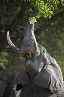 Elephants Gallery: Adult bull African Elephant (Loxononta africana) reaching up to feed on foliage