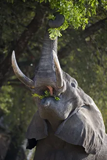 Zambia Prints: Adult bull African Elephant (Loxononta africana) reaching up to feed on foliage
