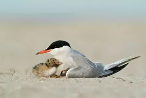 Sterninae Prints: Adult Common tern (Sterna hirundo) brooding two chicks. Long Island, New York, USA. June