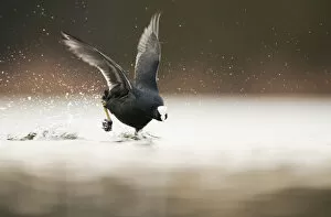 Adult Coot (Fulica atra) running on the surface of a lake, Derbyshire, England, UK, March 2010