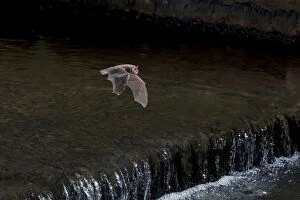 Adult Daubentons bat (Myotis daubentoni) flying over a weir, England, UK, September