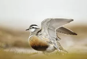 Stretching Gallery: Adult Eurasian dotterel (Charadrius morinellus) with wings partially raised in the