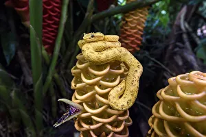 Adult Eyelash Pit Viper or Eyelash Viper (Bothriechis schlegelii) (Viperidae: Crotalinae)