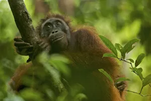 Orangutans Collection: Adult female Bornean Orangutan (Pongo pygmaeus) resting on a large vine in the wild
