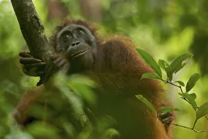 Adult female Bornean Orangutan (Pongo pygmaeus) resting on a large vine in the wild