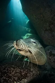 2010 Highlights Gallery: An adult female California sea lion (Zalophus californianus) head portrait, in a
