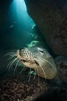Sealions Prints: An adult female California sea lion (Zalophus californianus) head portrait, in a