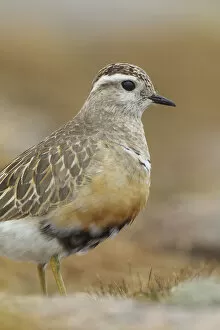 Images Dated 17th May 2011: Adult female Eurasian dotterel (Charadrius morinellus) in breeding habitat on upland