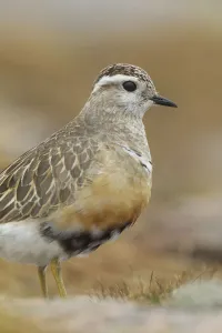 Adult female Eurasian dotterel (Charadrius morinellus) in breeding habitat on upland