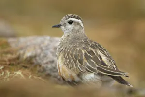 Prints of Adult female Eurasian dotterel (Charadrius morinellus) in breeding habitat on upland plateau of Grampian mountains, Cairngorms NP, Scotland, UK, May 2011 2020VISION Prints: Adult female Eurasian dotterel (Charadrius morinellus) in breeding habitat on upland