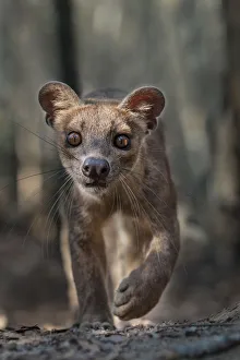 Adult female Fosa (Crytoprocta ferox) stalking prey on deciduous forest floor. Kirindy Forest