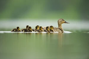 Images Dated 9th June 2010: An adult female Mallard (Anas platyrhynchos) with ducklings, on a still lake, Derbyshire