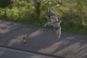 Falco Peregrinus Collection: Adult female Peregrine falcon (Falco peregrinus) in flight over a road in the Avon Gorge