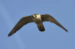 Bristol Prints: Adult female Peregrine falcon (Falco peregrinus) in flight, Bristol, England, UK, March