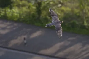 Adult female Peregrine falcon (Falco peregrinus) in flight over a road in the Avon Gorge