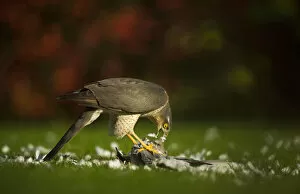 Adult female Sparrowhawk (Accipiter nisus) feeding on a collared dove kill in a garden