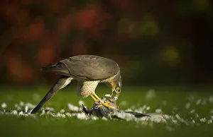 Adult female Sparrowhawk (Accipiter nisus) feeding on a collared dove kill in a garden