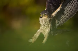 An adult female Sparrowhawk (Accipiter nisus) landing on a collared dove kill in a garden