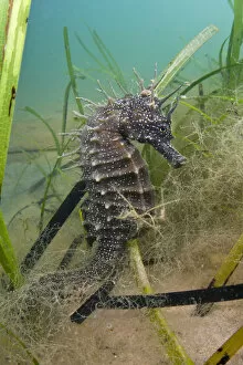 UK Wildlife August Gallery: An adult female Spiny Seahorse (Hippocampus guttulatus) in a meadow of seagrass (Zostera marina)