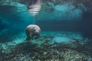 Manatees Collection: Adult Florida manatee (Trichechus manatus latirostrus) in Three Sisters Spring, Crystal River