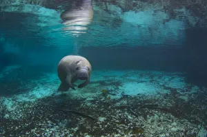 Adult Florida manatee (Trichechus manatus latirostrus) in Three Sisters Spring, Crystal River