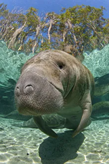 A adult Florida manatee (Trichechus manatus latirostrus) stays warm in a freshwater