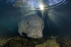 Adult Florida manatee (Trichechus manatus latirostrus) waking up at first light