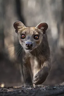 Alert Gallery: Adult Fossa (Crytoprocta ferox) female portrait. Kirindy Forest, western Madagascar, November