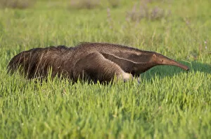 Anteater Gallery: Adult Giant Anteater (Myrmecophaga tridactyla) walking across savannah. Los Llanos