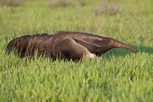 Adult Giant Anteater (Myrmecophaga tridactyla) walking across savannah. Los Llanos
