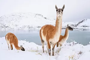 Cold Gallery: Adult Guanacos (Lama guanicoe) grazing in deep snow near Lago Pehoe