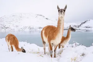 Christmas Prints: Adult Guanacos (Lama guanicoe) grazing in deep snow near Lago Pehoe