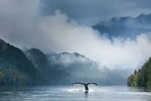 Adult humpback whale (Megaptera novaeangliae) diving in deep water channel. Great Bear Rainforest, British Columbia, Canada. COP26 Countdown Photo Competition 2021 Finalist. (digitally stitched image)