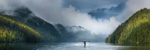 Adult humpback whale (Megaptera novaeangliae) diving in deep water channel. Great Bear Rainforest, British Columbia, Canada.(digitally stitched image)