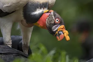 Adult King Vulture (Sarcoramphus papa) feeding at a carcass. Laguna del Lagarto, Boca Tapada
