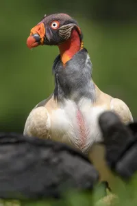 Adult King Vulture (Sarcoramphus papa) feeding at a carcass. Laguna del Lagarto, Boca Tapada, Caribbean slope, Costa Rica, Central America