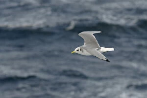 Images Dated 7th October 2011: Adult Kittiwake (Rissa tridactyla) in winter plumage in flight alongside the pelagic