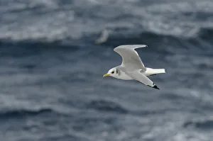 Adult Kittiwake (Rissa tridactyla) in winter plumage in flight alongside the pelagic