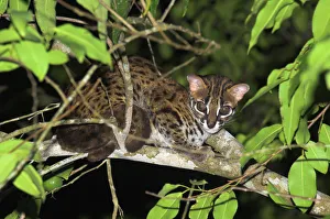 Adult Leopard Cat {Felis / Prionailurus bengalensis} portrait resting in tree, riverine forest