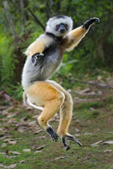 Full Length Prints: Adult male Diademed Sifaka (Propithecus diadema) skipping / dancing across