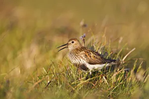 Adult male Dunlin (Calidris alpina) in summer plumage calling on moorland, Scotland