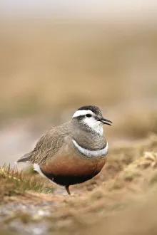 Adult male Eurasian dotterel (Charadrius morinellus) in breeding habitat on upland
