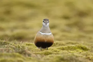 Adult male Eurasian dotterel (Charadrius morinellus) in breeding habitat on upland