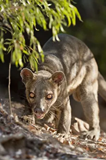 Adult male Fosa (Crytoprocta ferox) prowling on deciduous forest floor. Kirindy Forest