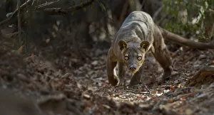 Adult male Fosa (Crytoprocta ferox) prowling on deciduous forest floor. Kirindy Forest
