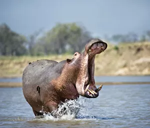 Images Dated 1st November 2010: Adult male Hippopotamus (Hippopotamus amphibius) posturing in agressive yawn behaviour